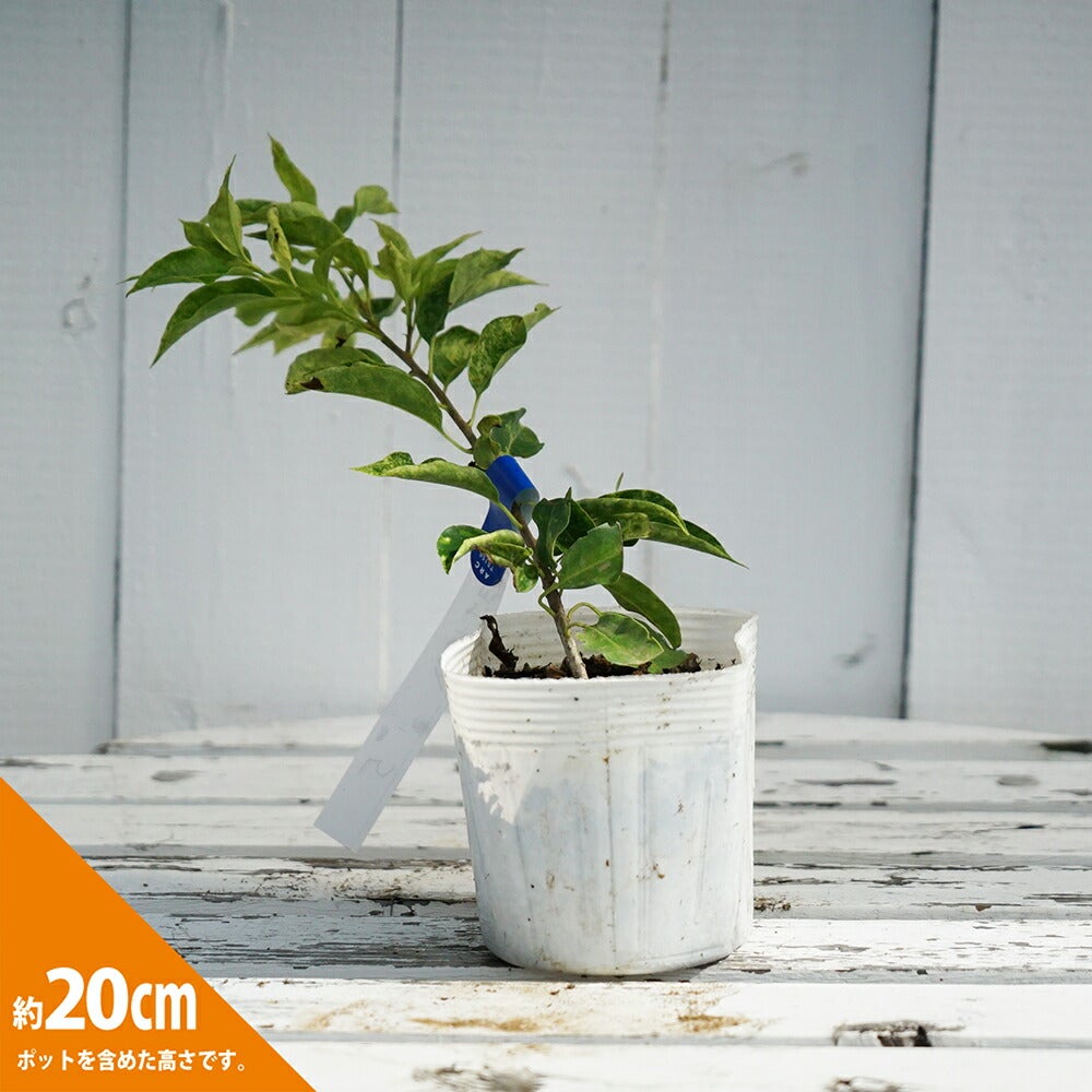 000000093394-02.jpg?size=l&w=