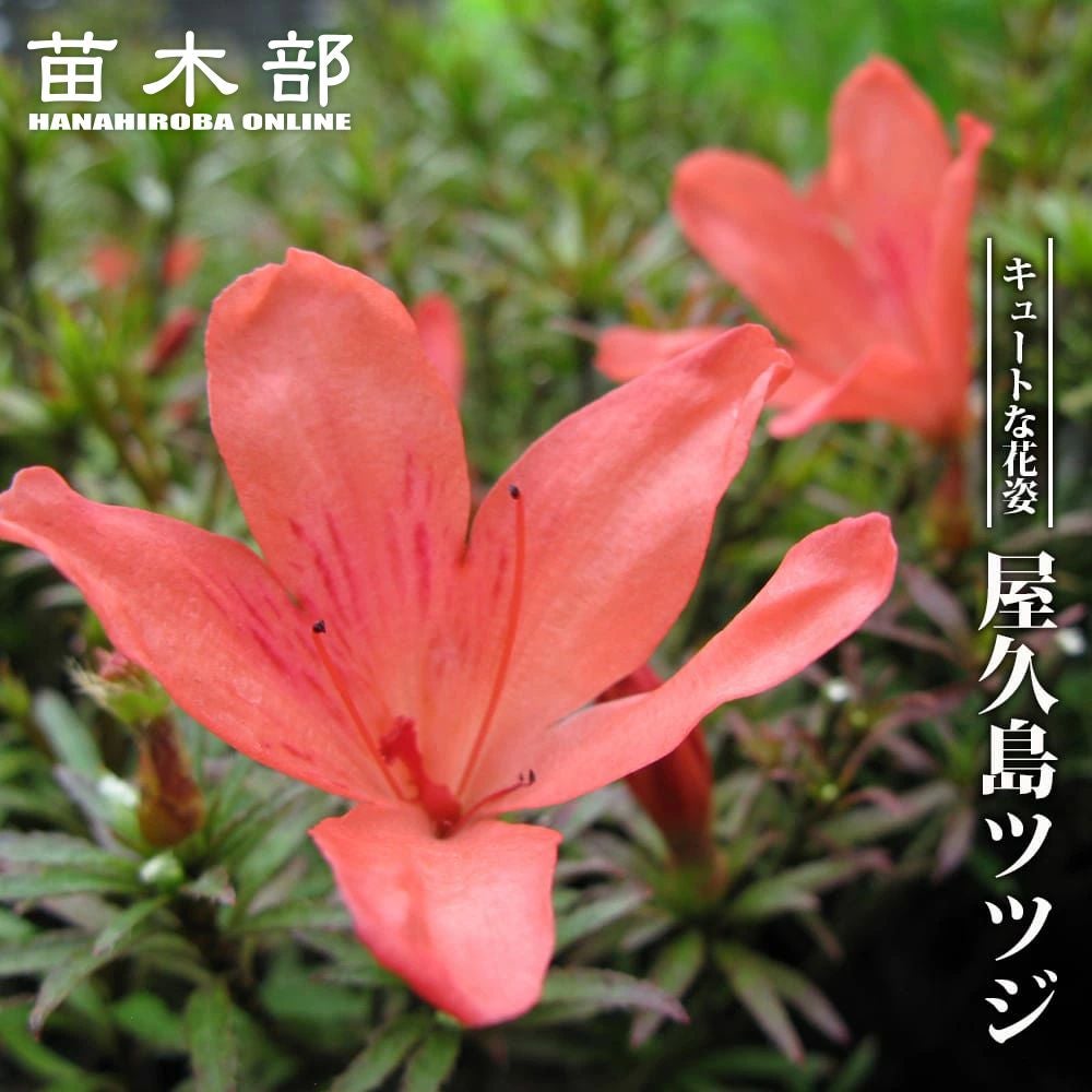 ハイブリッドモクレン（マグノリア） ジェニー (紅花) ポット苗 | 苗木