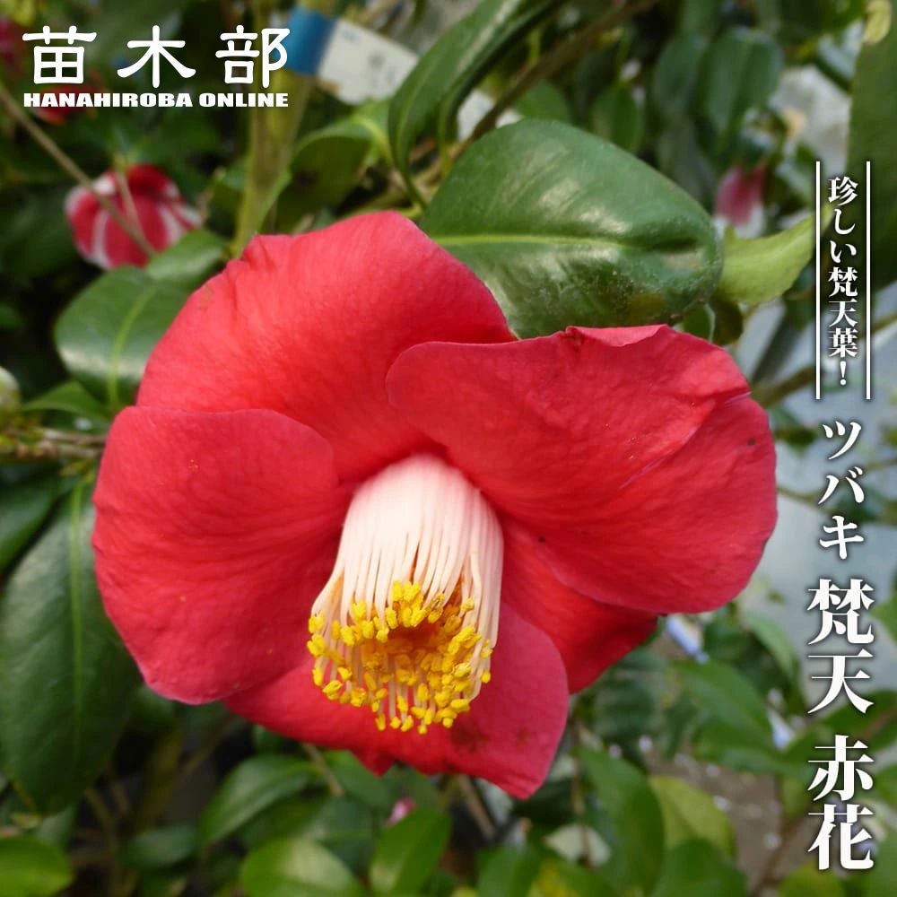 椿 ダローネガ 苗 販売 苗木部 By 花ひろばオンライン