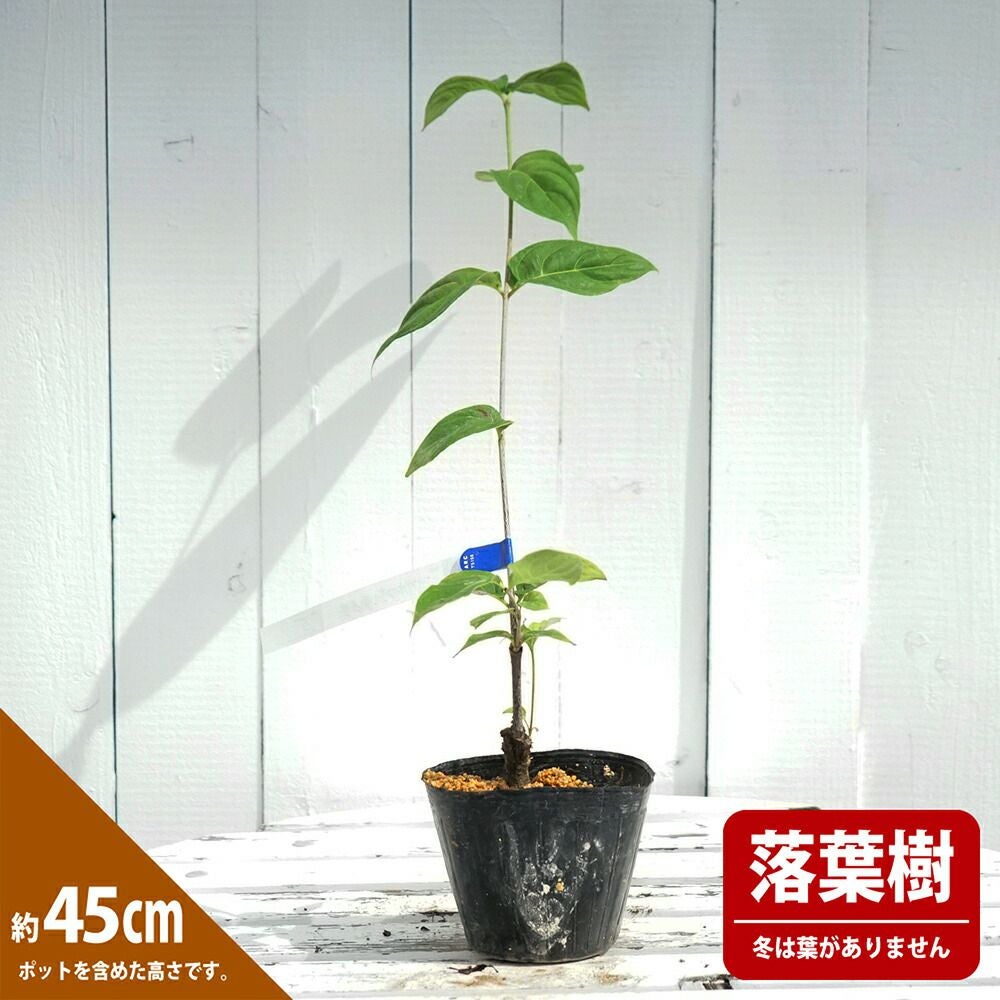 ヤマボウシ 黄金葉の通販 苗木部 By 花ひろばオンライン