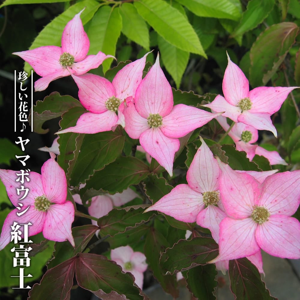 白花 ヤマボウシ本株 株立ち 1.5m ナーセリーポット大苗 【大型宅配便