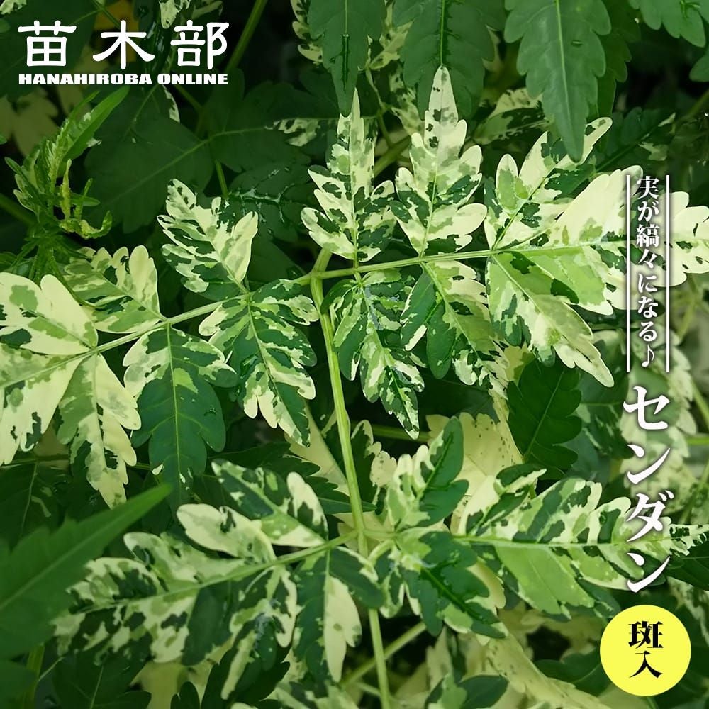 イチョウ 【黄斑】 3.5ポット苗