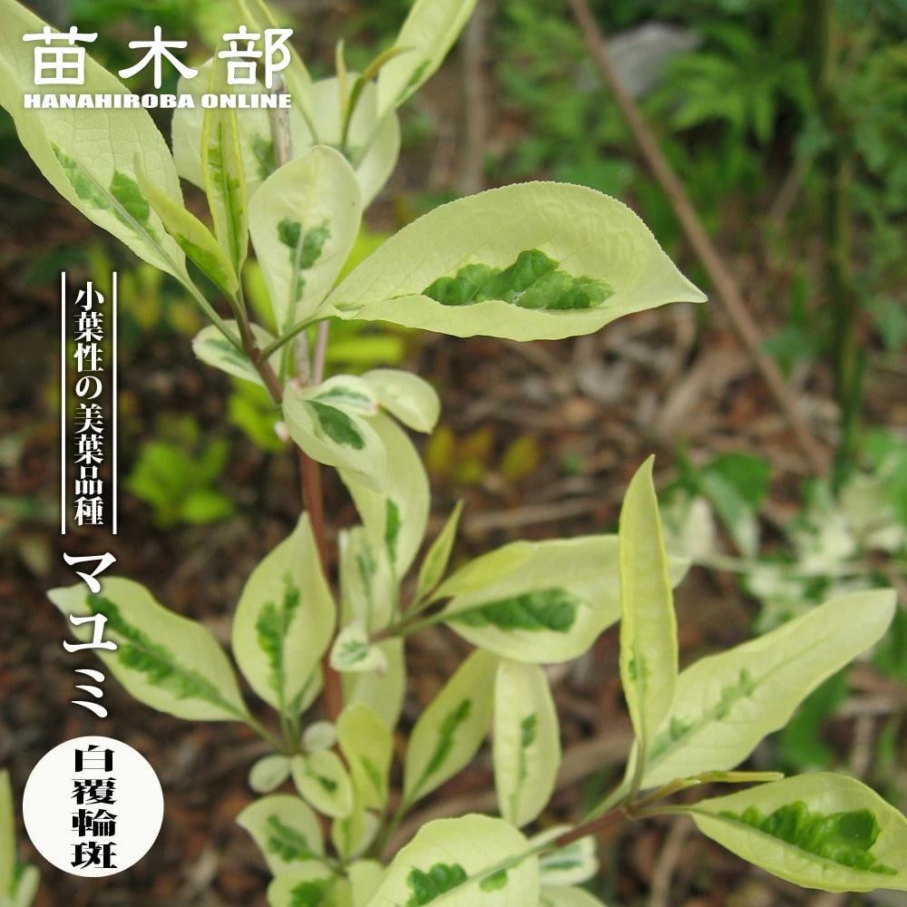 マユミ・ツリバナ | 苗木部 本店 By 花ひろばオンライン