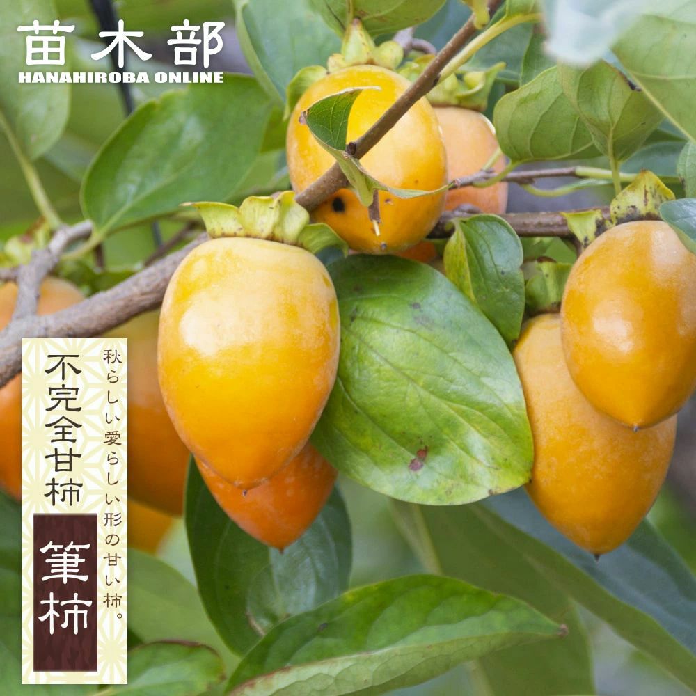 2年生接木苗 | 苗木部 本店 By 花ひろばオンライン