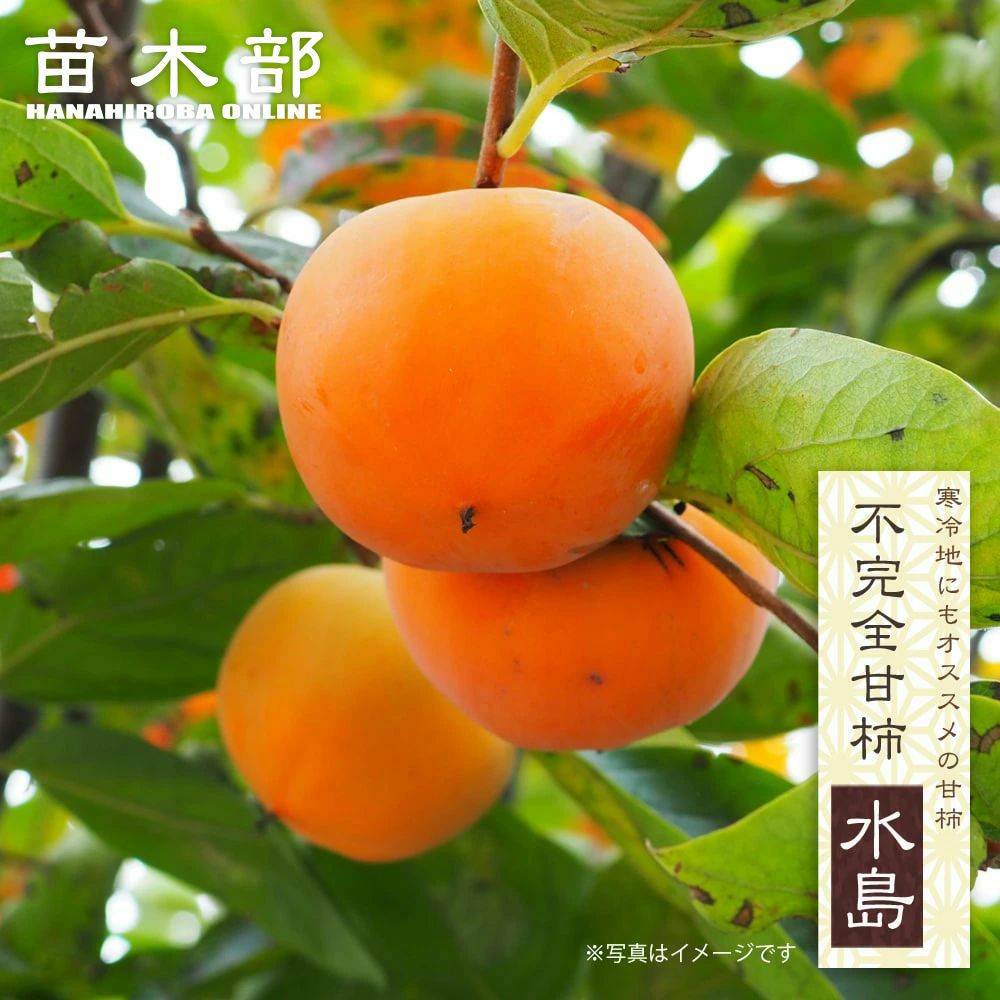 2年生接木苗 | 苗木部 本店 By 花ひろばオンライン