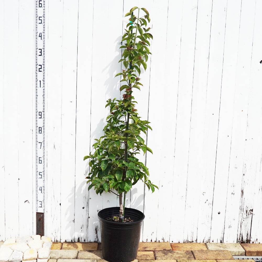 000000093950-03.jpg?size=l&w=