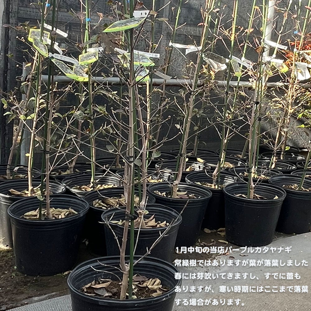 常緑ヤマボウシ パープルカタヤナギ 苗 販売 苗木部 By 花ひろばオンライン
