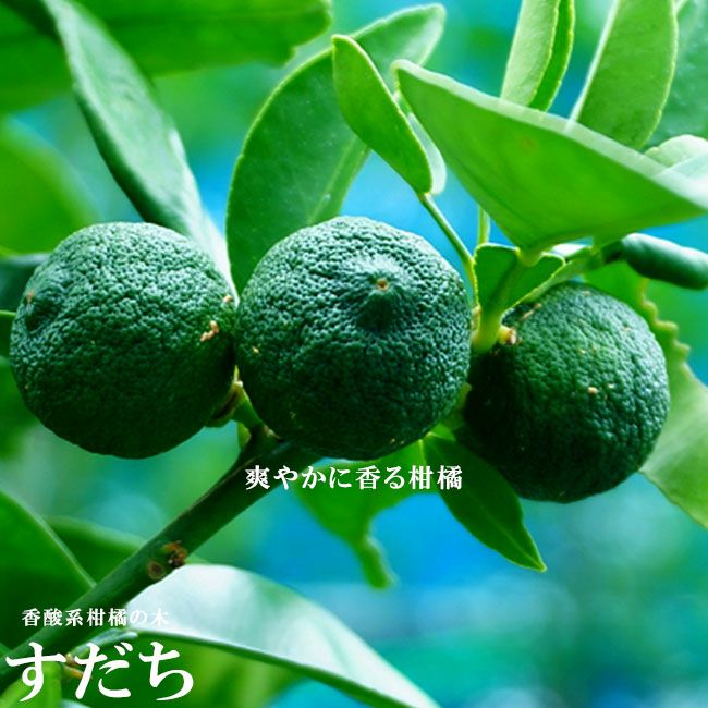 000000094221-01.jpg?size=m&w=