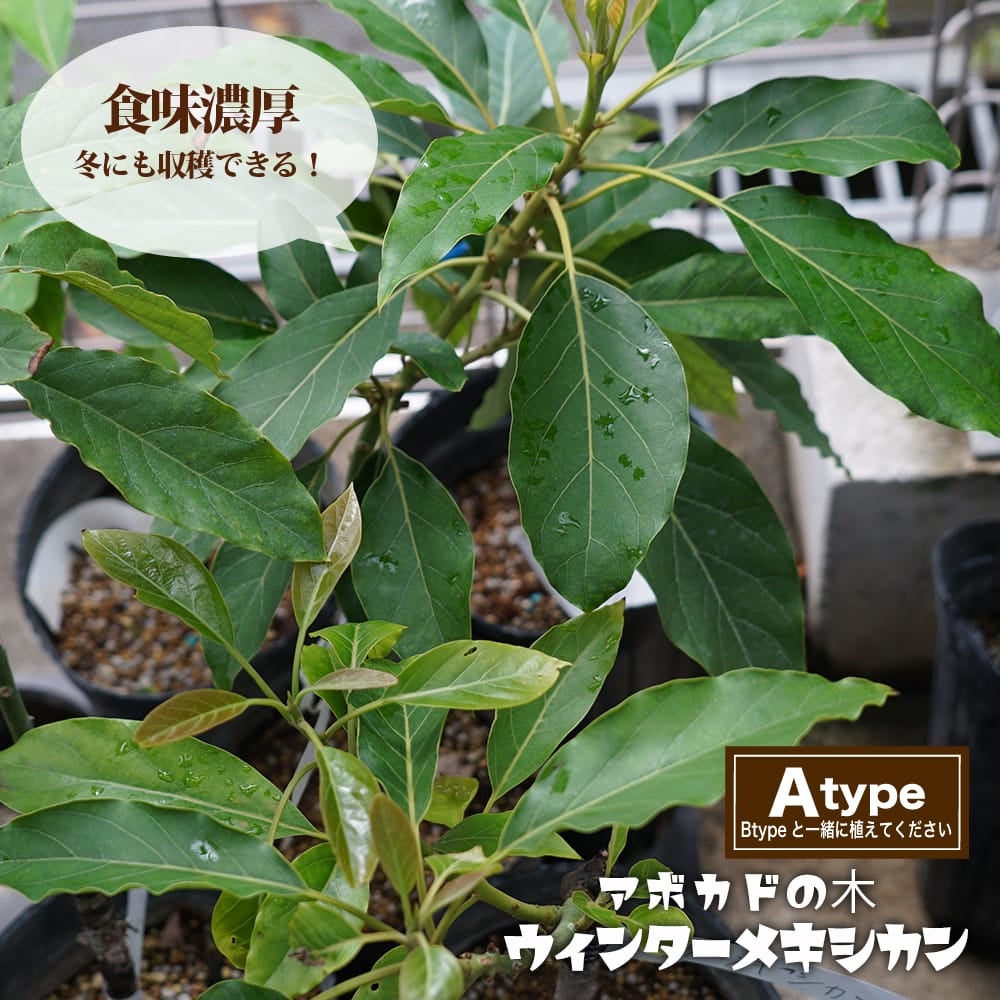 000000094261-01.jpg?size=m&w=