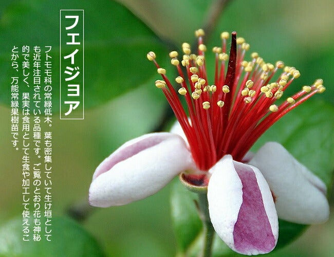 フェイジョア ジャンボマンモス 苗 通販 苗木部 By 花ひろばオンライン