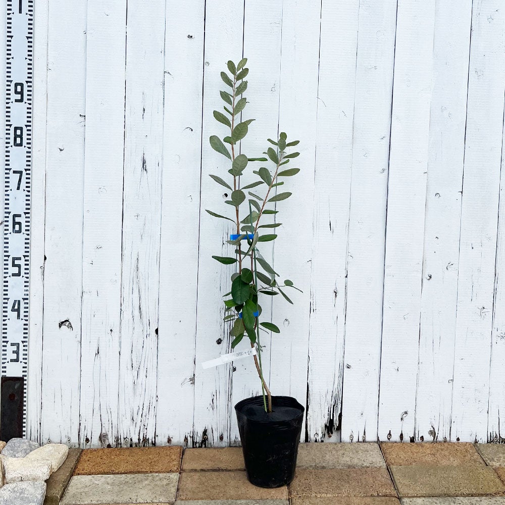 000000094497-04.jpg?size=l&w=