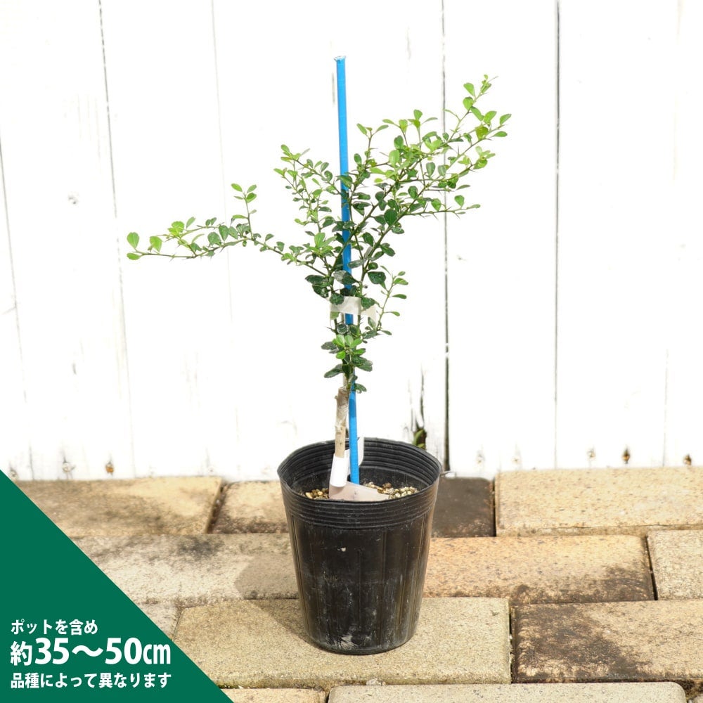 ライム フィンガーライム 茶実 苗 販売 苗木部 By 花ひろばオンライン