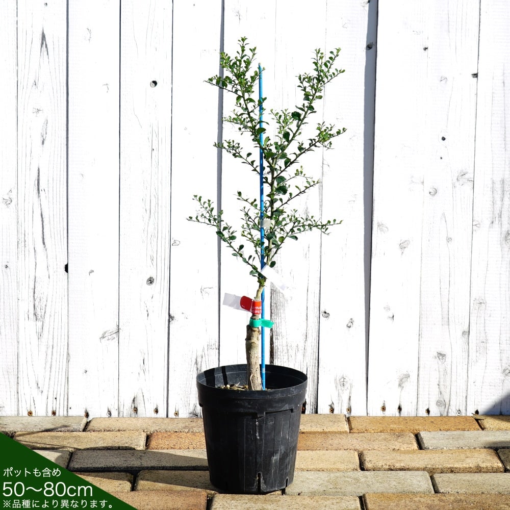 フィンガーライム リトルビューティー 苗 販売 苗木部 By 花ひろば