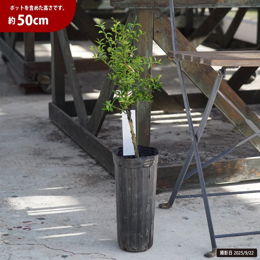 フィンガーライム チョコレートレモネット 苗 販売 苗木部 By 花ひろば