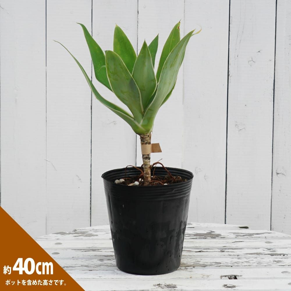 リュウゼツラン アテナータ レイオブライトの通販 苗木部 By 花ひろば