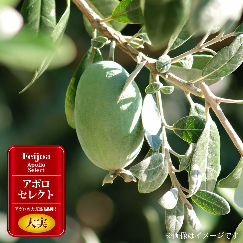 000000094707-01.jpg?size=l&w=