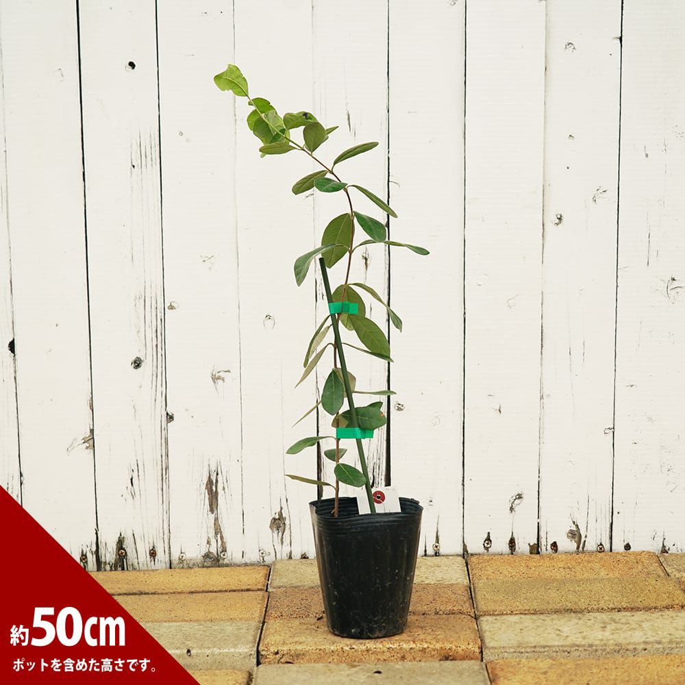 000000094707-04.jpg?size=l&w=