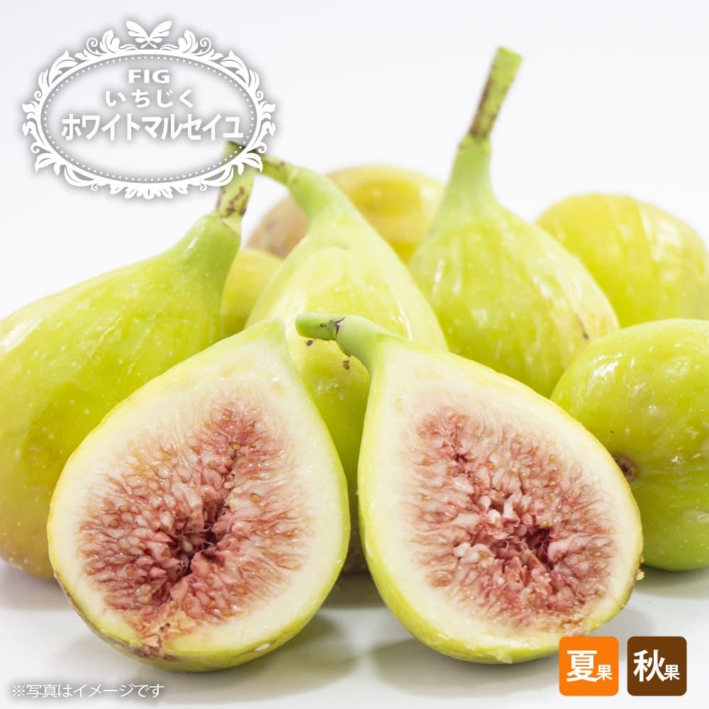 ホワイトイスキア 夏果専用種 苗 通販 苗木部 By 花ひろばオンライン