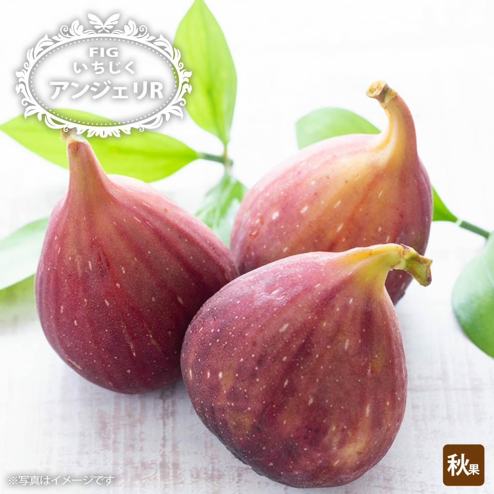 イチジク 夏秋兼用種 サマーレッド 苗 販売 苗木部 By 花ひろばオンライン