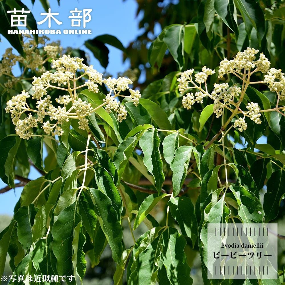 チョウセンニンジン 苗 販売 苗木部 By 花ひろばオンライン