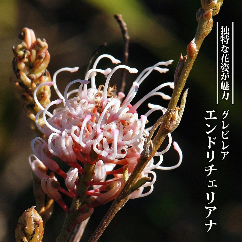 000000094915-01.jpg?size=m&w=