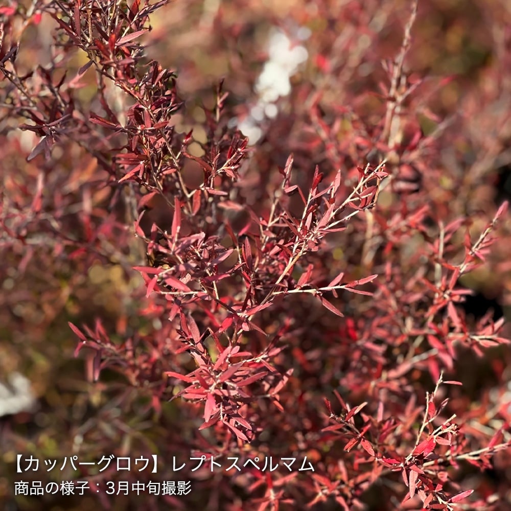 000000094916-04.jpg?size=l&w=