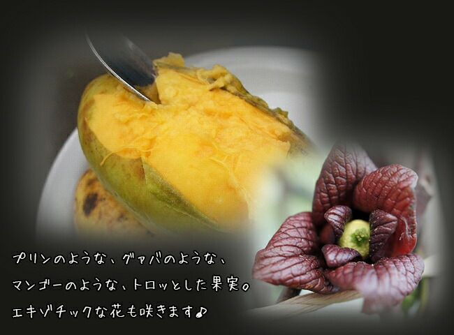 ポポー ピーターソンポポー アレグヘニーの通販 おすすめ 苗木部 By 花