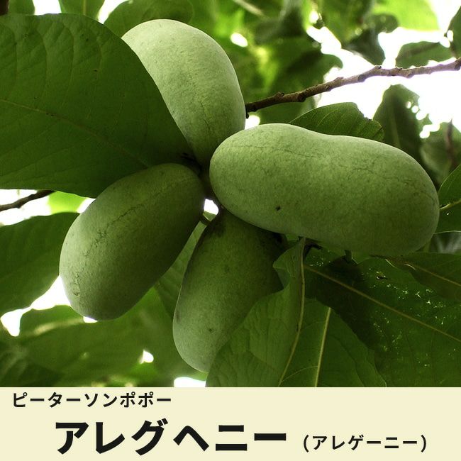 ポポー ピーターソンポポー アレグヘニーの通販 おすすめ 苗木部 By 花