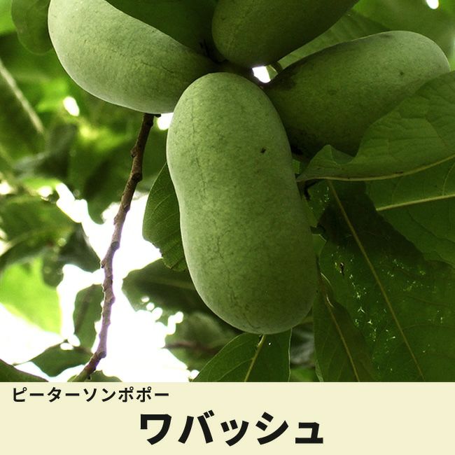 ポポー ワバッシュの販売 苗木部 By 花ひろばオンライン