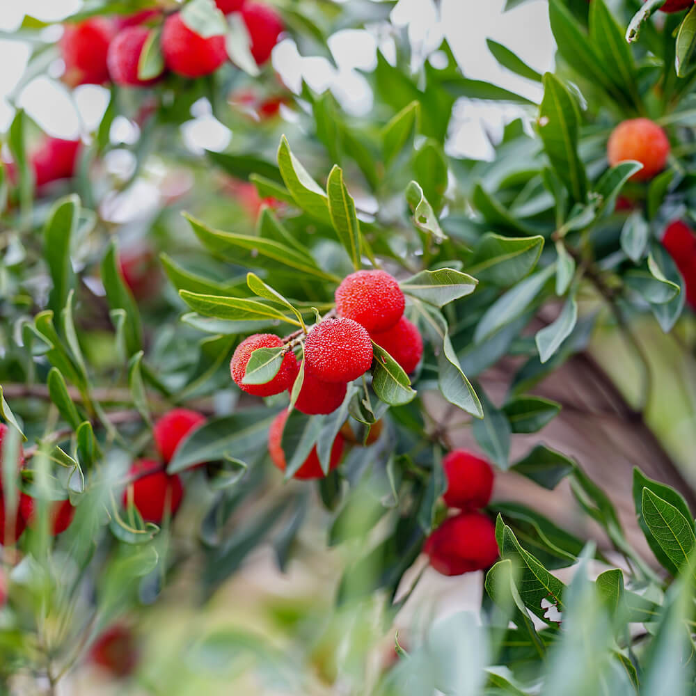 ヤマモモ メス 秀光 苗 育て方 苗木部 By 花ひろばオンライン