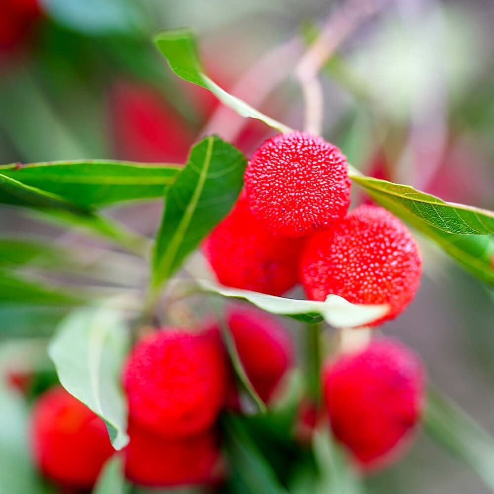 ヤマモモ メス 東魁 苗 おすすめ 苗木部 By 花ひろばオンライン