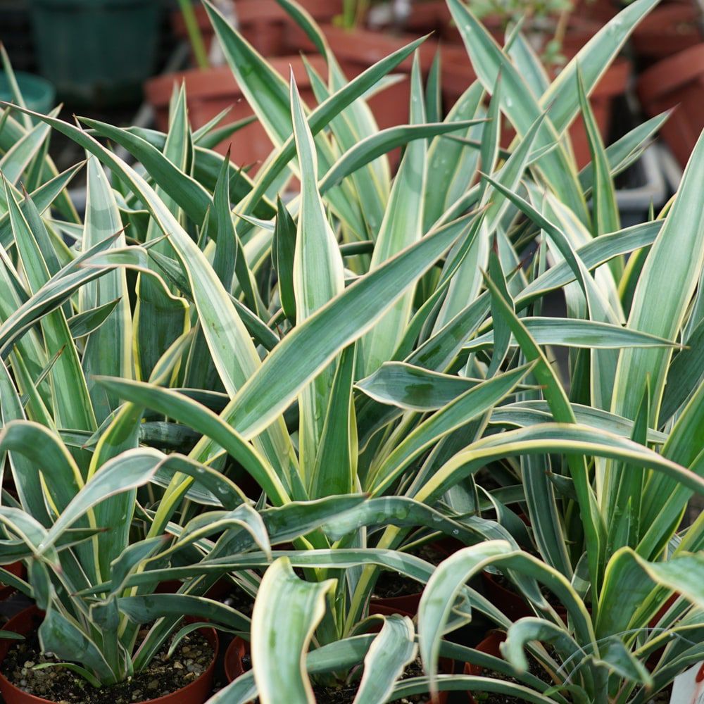 ユッカ グロリオサ バリエガータ 苗 通販 苗木部 By 花ひろばオンライン