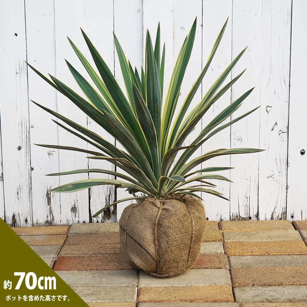 000000095006-04.jpg?size=l&w=