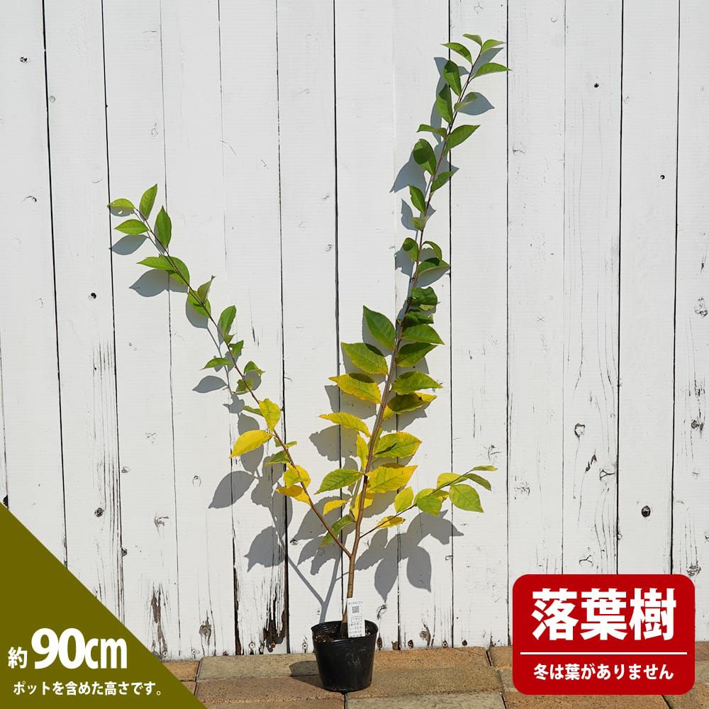 000000095216-04.jpg?size=l&w=