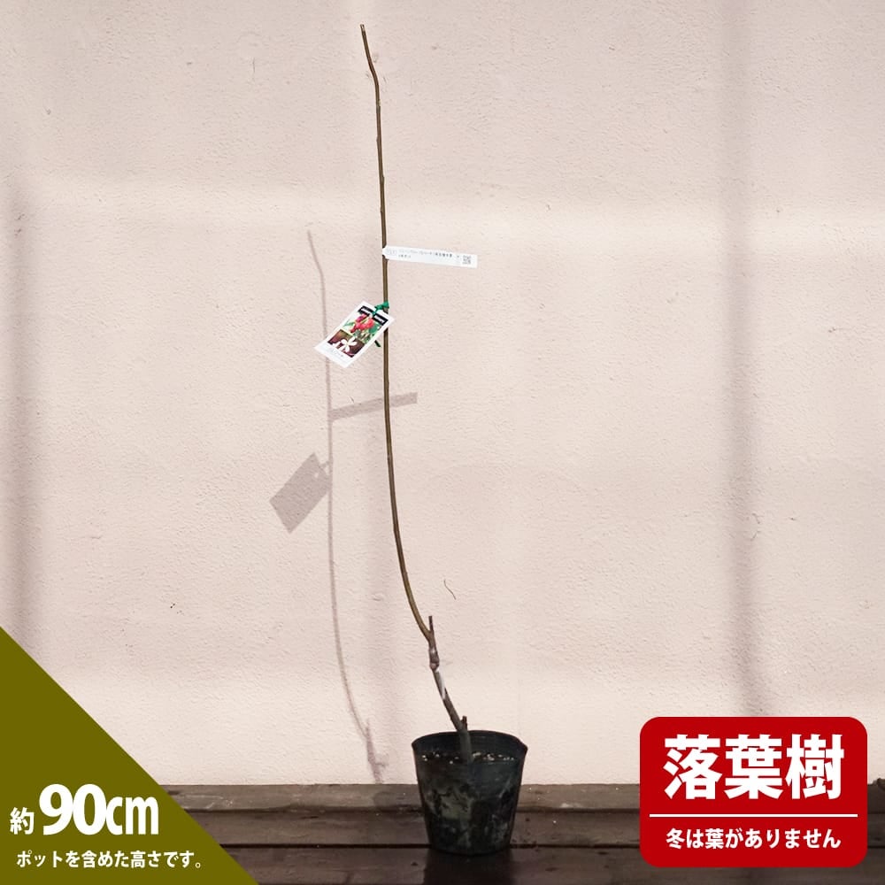 000000095259-04.jpg?size=l&w=