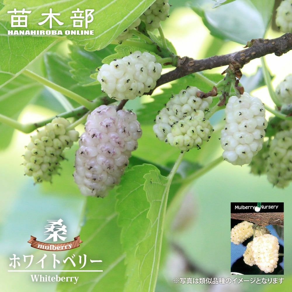 000000095262-01.jpg?size=m&w=