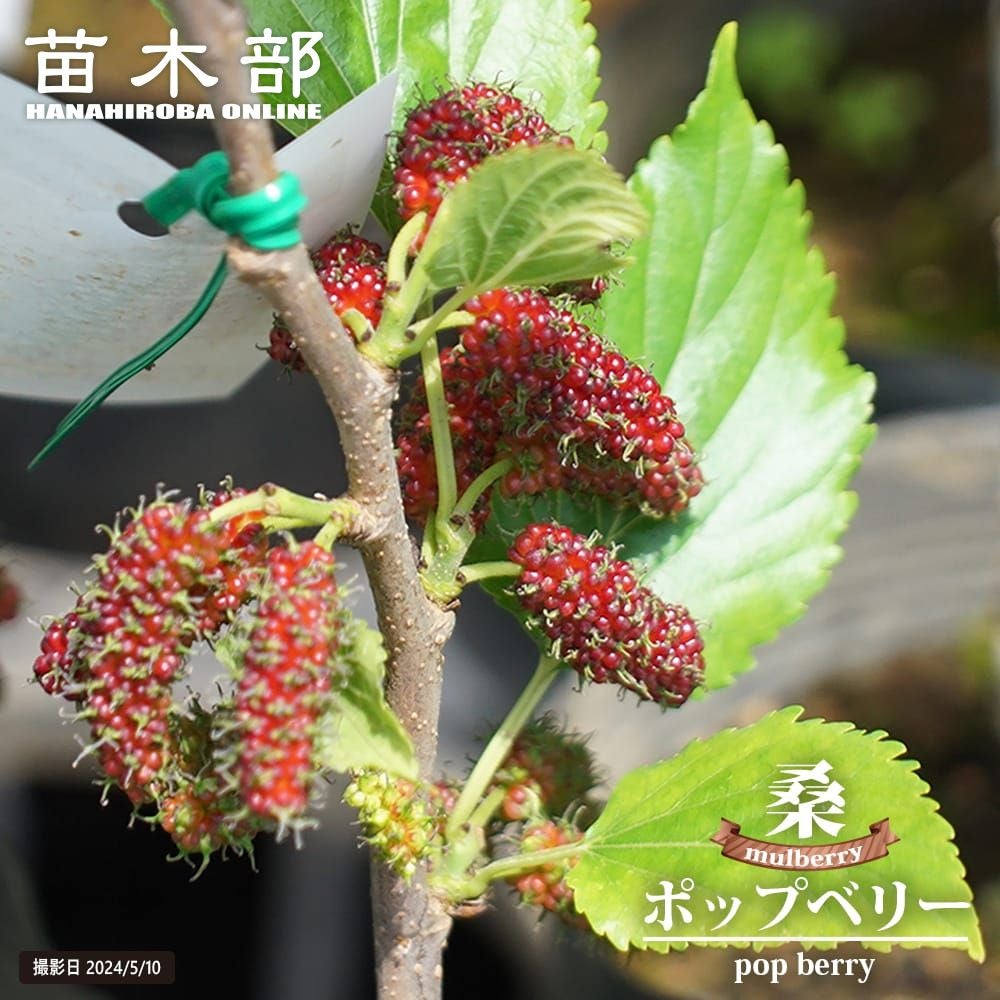 桑（マルベリー） スイートマルベリー 苗 販売 苗木部 By 花ひろば