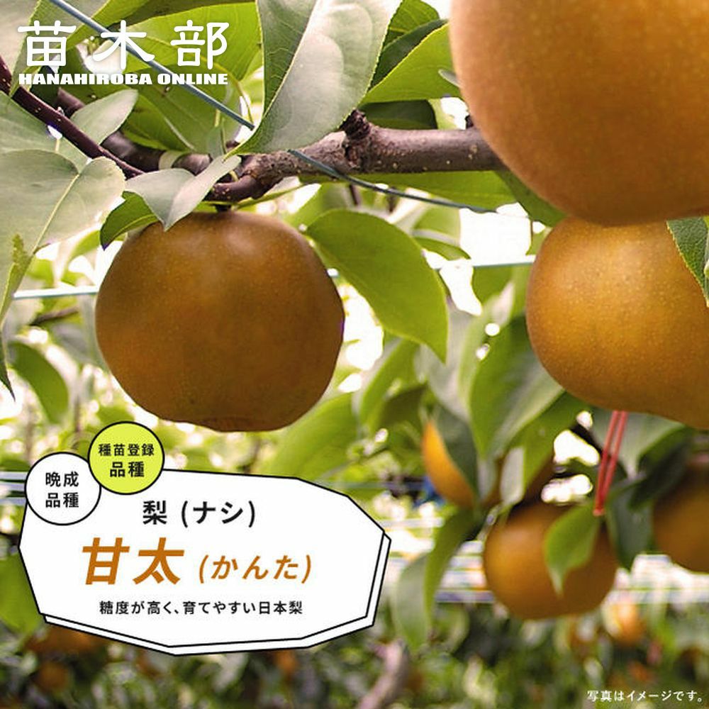 000000095268-01.jpg?size=l&w=