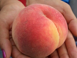 モモ 白桃 川中島白桃 苗 植え方 苗木部 By 花ひろばオンライン