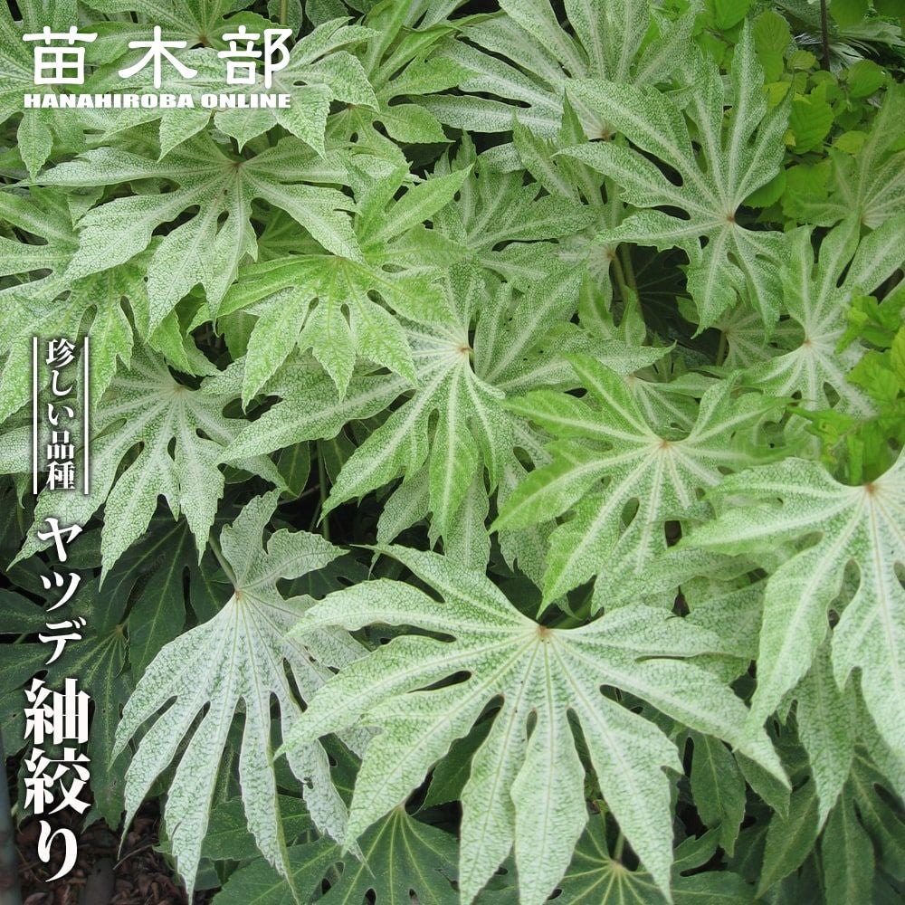 ヤツデ 斑入り 苗 通販 苗木部 By 花ひろばオンライン