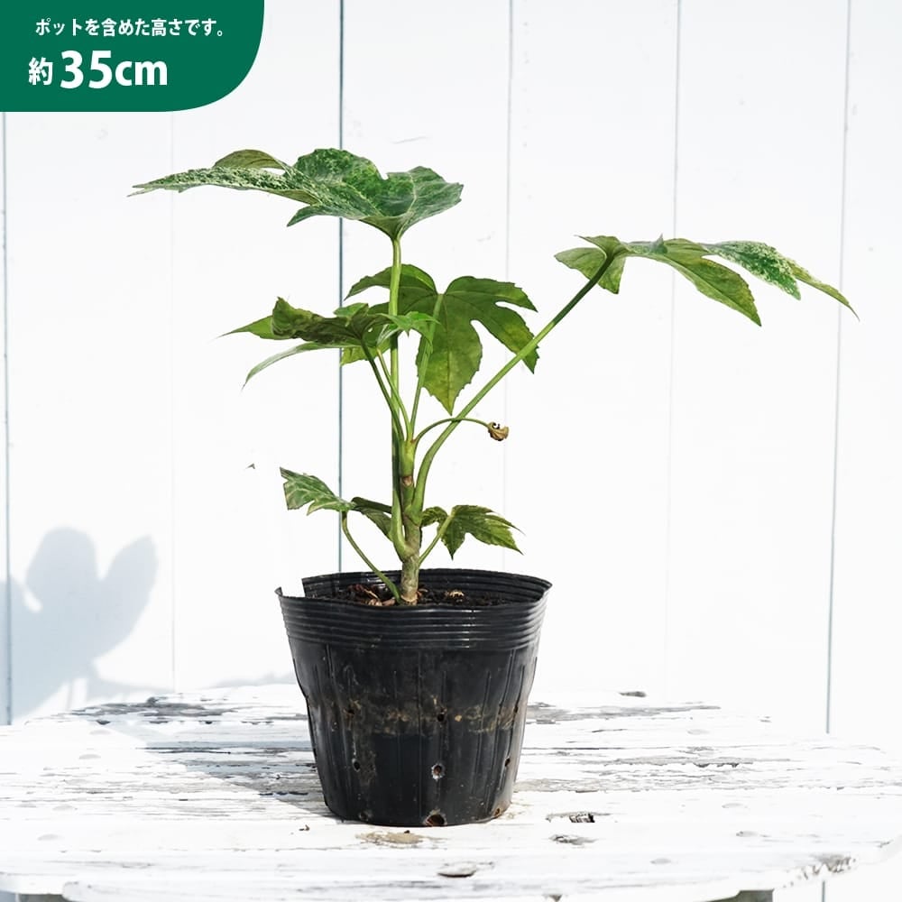 000000095339-03.jpg?size=l&w=