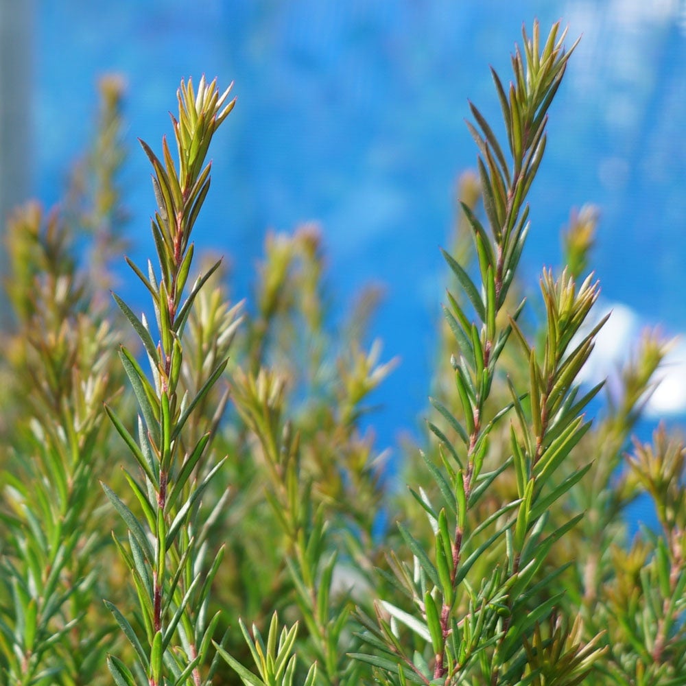 グレビレア ジョン エバンス 苗 おすすめ 苗木部 By 花ひろばオンライン