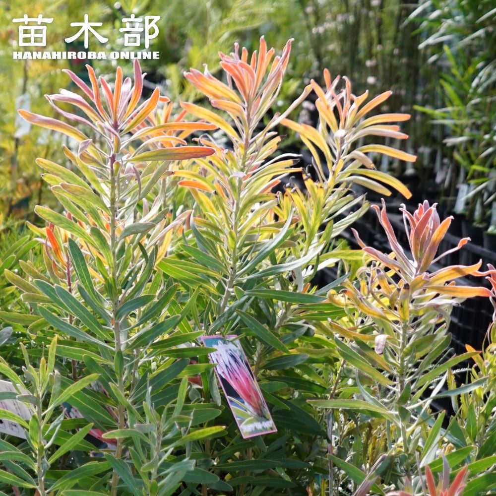 プロテア キングプロテア 苗 通販 苗木部 By 花ひろばオンライン