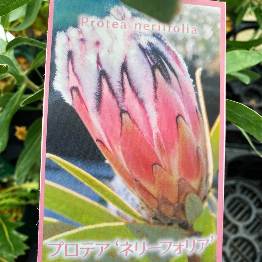 花芽4輪付き希少品種のプロテア・クリームミンク7号鉢 - メルカリ