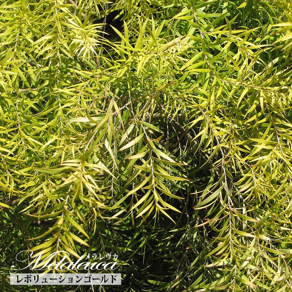 000000095384-01.jpg?size=l&w=