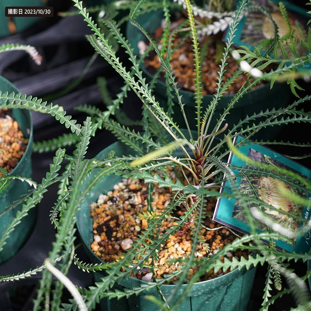 バンクシア ニベアの通販 苗木部 By 花ひろばオンライン