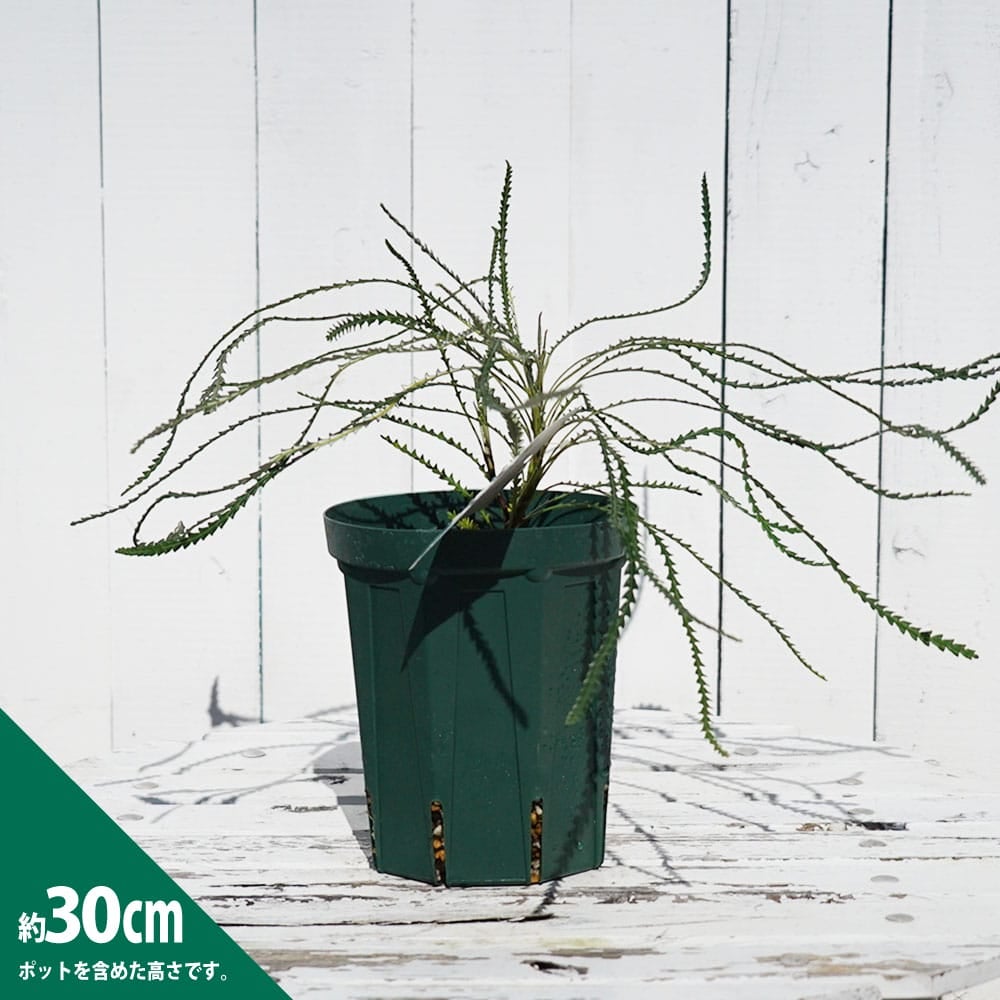 000000095411-04.jpg?size=l&w=