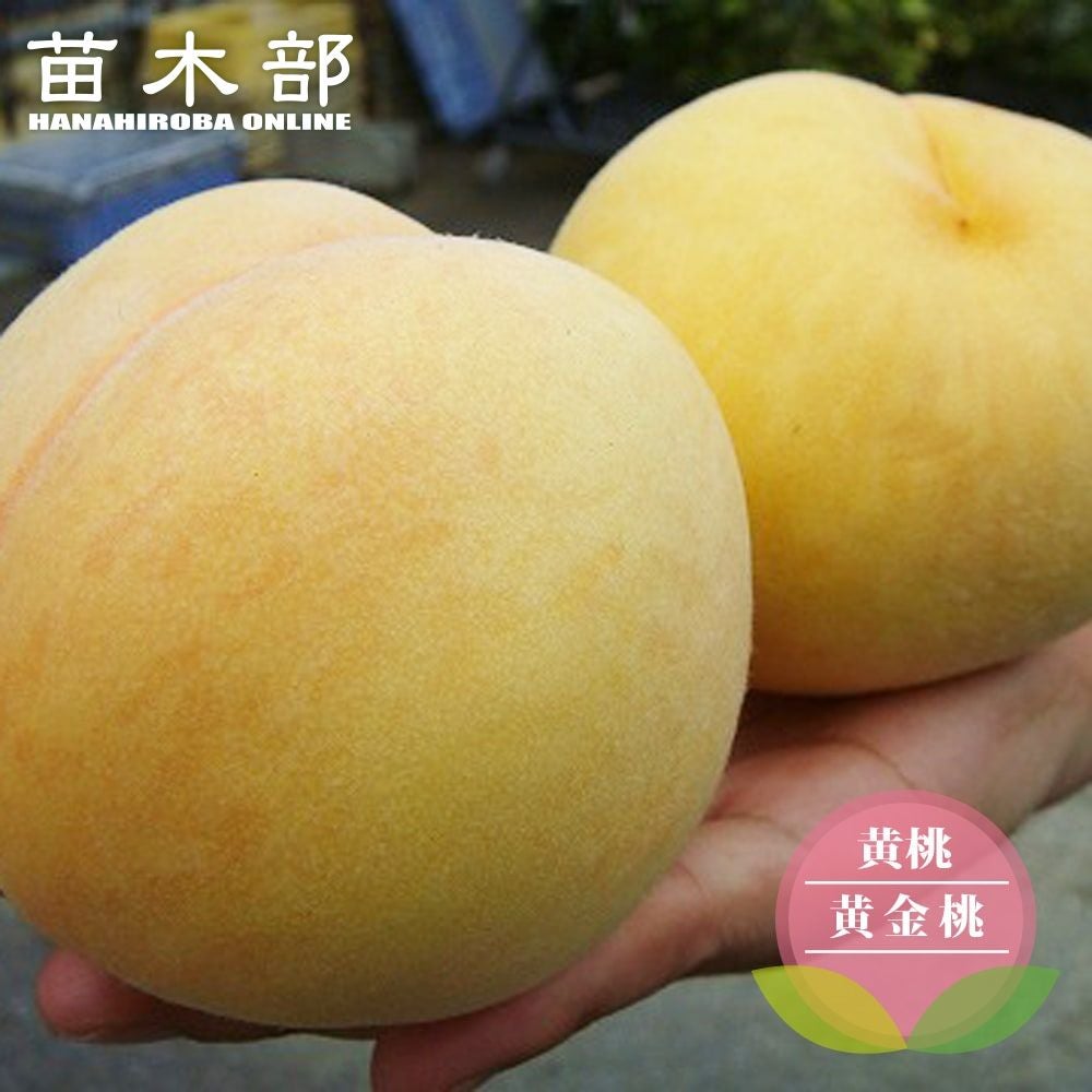 桃苗木2本セット　黄金桃＋白桃　大株 000000095440-01.jpg?size=m&w=