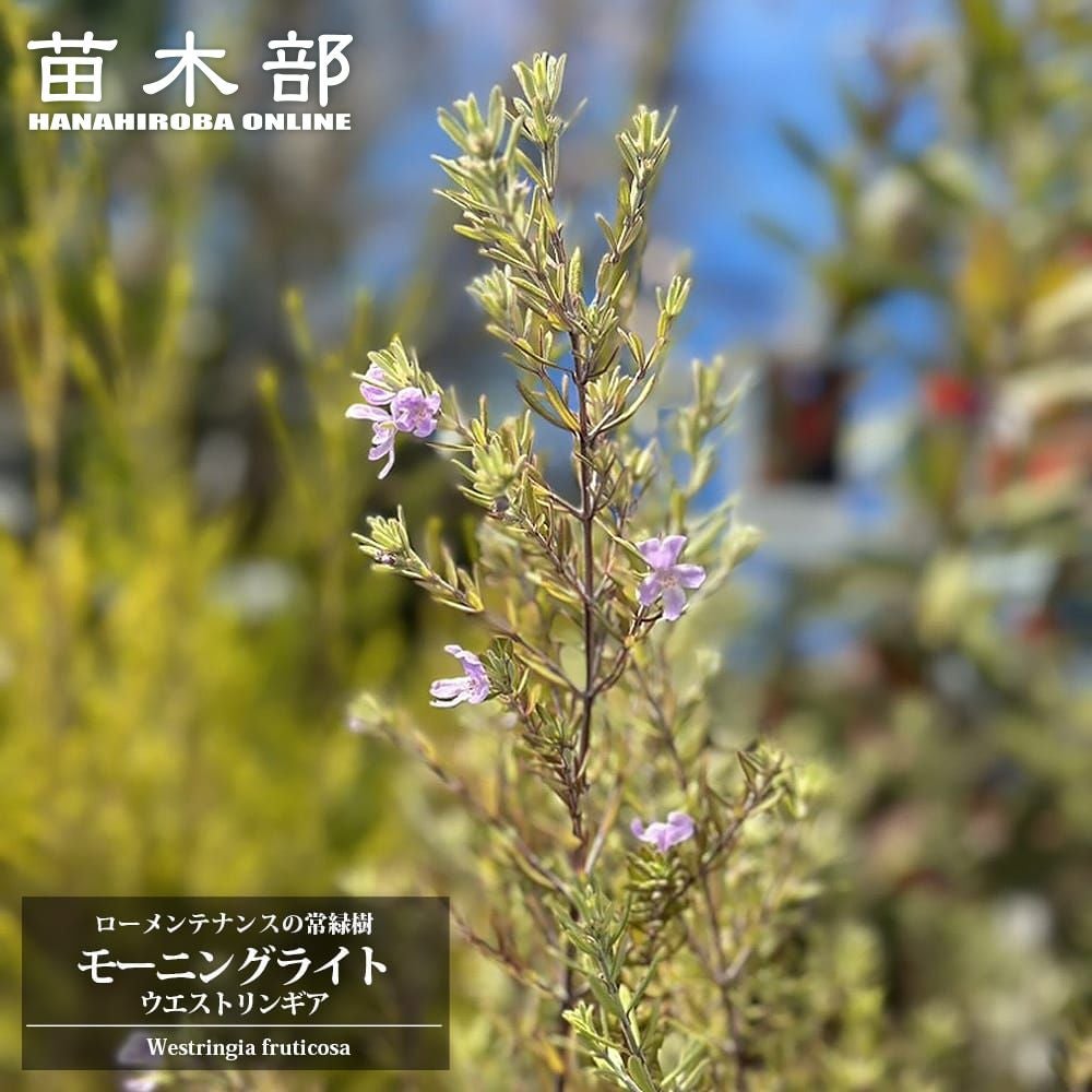 ウエストリンギア モーニングライト 苗 販売 苗木部 By 花ひろばオンライン