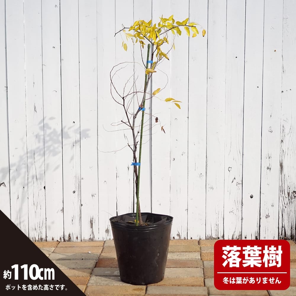 棗 ナツメ なつめ 高さ170cm, 200cm(鉢を含む） ナツメ(棗)の地中ポット苗 - 果樹苗・大苗・苗木販売の隅田農園@京都亀岡